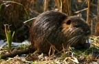 in tema di nutrie ecco un esemplare immortalato a Punte Alberete (RA)