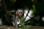 Cercopiteco Verde (Vervet monkey - Chlorocebus pygerythrus) cucciolo.
Kruger Park (South Africa) nov 2012