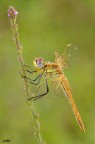 Sympetrum fonscolombii (Slys, 1840) hd