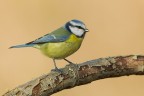 Cinciarella(Cyanistes caeruleus)