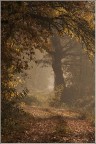 Carezze umide dell'autunno