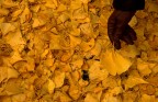 I colori dell'autunno [foto contest]
