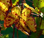 Colori d' Autunno