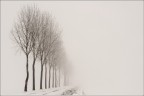 Nel candido...svanire