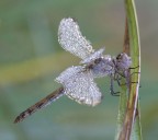 libellula cristal 4