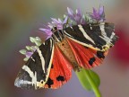 Euplagia quadripunctaria