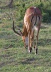 Antilope fotografata durante un safari  nel parco Tsavo Est in Kenya