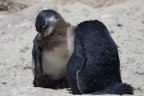 Pinguini intenti  togliersi le penne