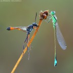 La strana coppia