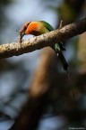 Questa specie di gruccioni e' abbastanza rara, vive solo in Zambia e Malawi ed e' facilmente riconoscibile per la lunga coda.