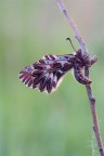 zerynthia polyxena