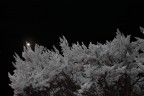 Scatto notturno di Pini brinati
