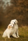 Ero uscito per fotografare cervi e lupi e mi son trovato davanti loro..anche questo  Abruzzo