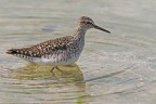 Piro piro boschereccio (Tringa glareola) Piro piro boschereccio (Tringa glareola)