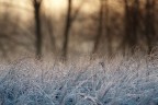 at dawn