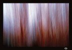 alberi