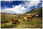 Wild Horses