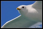 Primo piano di gabbiano in volo
