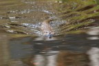 Lontra