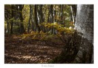 iL mIo bOsCo
