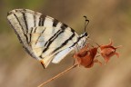 Iphiclides podalirius Iphiclides podalirius