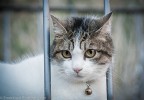 Miao