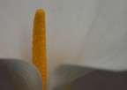 iso 100  55 mm. f 5.6   1/640
critiche sempre ben accettate
