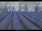 Provenza # 23 - Abbazia di Senanque