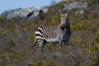 Nel parco naturale del Capo di Buona Speranza tra i vari avvistamenti che  possibile fare con un po di fortuna si possono incontrare anche delle zebre. Un incontro che di certo era inaspettato.