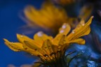 Giallo/Bl ..