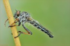 Neoitamus cf splendidus-Diptera Asilidae-(Oldenberg, 1912)
ringrazio Wildrocker per l'identificazione!

Nikon D700-Sigma 180macro D- f22-1/2sec- iso 800 - 

per vedere meglio:
http://img849.imageshack.us/img849/9020/neoitamuscfsplendidus7f.png