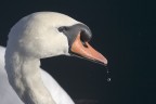 Sempre uno dei tanti cigni sul Lago Maggiore. Mi piacciono le goccioline d'acqua che ancora gli cascano dal becco dopo averlo usato per "pescare" pezzettini di cibo.