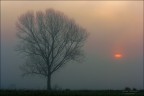 Un timido sole