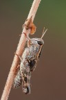 Calliptamus sp.