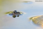 Foto scattata con Nikon D7000 e Nikkor Micro 200mmm f4