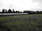 fiori ad Auschwitz