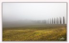 in fila nella nebbia