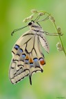 Papilio machaon
Dati exif: ISO 100 - f/13 - 1/3 sec. - luce naturale - cavalletto - scatto remoto - plamp

[url=http://img825.imageshack.us/img825/913/papiliomachaon3500px.jpg] Alta risoluzione 3500px [/url]

Graditi commenti e critiche
Max
