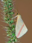 falena diurna
