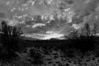 Arizona, Sonora Desert