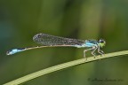 Ischnura elegans