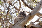 Koala2 Koala2