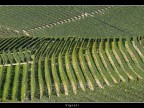 Vigneti # 16