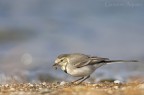 Ballerina bianca (Motacilla alba), giovane al primo anno in livrea invernale. Nelle prime due si stava pappando una larva di colottero acquatico...