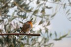 pettirosso