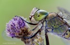 Anax parthenope