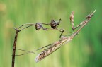 Empusa del 2012