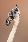 Stratiomys sp.