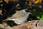 Capinera(Sylvia atricapilla)