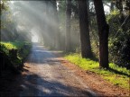 Passeggiata mattutina nella pineta di Dante